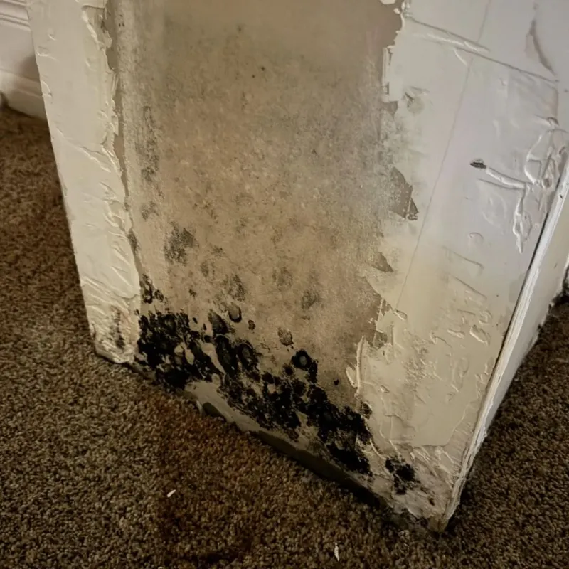 Professional Mold Removal in Webster, NH